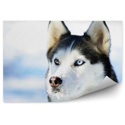 Papier peint Chien Husky Bleu Yeux Bruns Hiver Neige