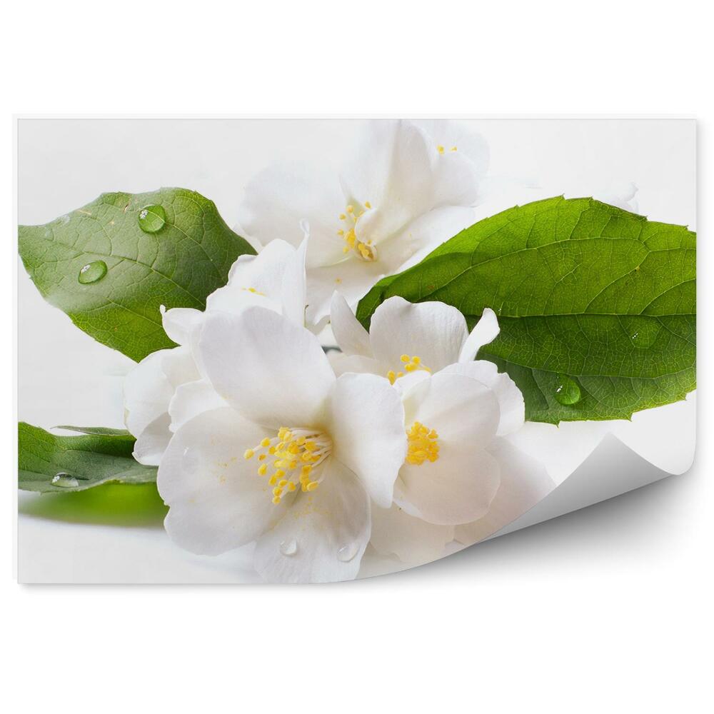 Papier peint Fleurs de rosée de jasmin blanc fond blanc