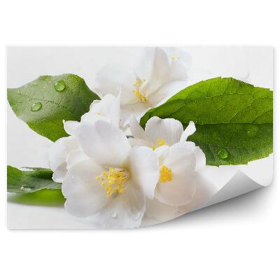 Papier peint Fleurs de rosée de jasmin blanc fond blanc