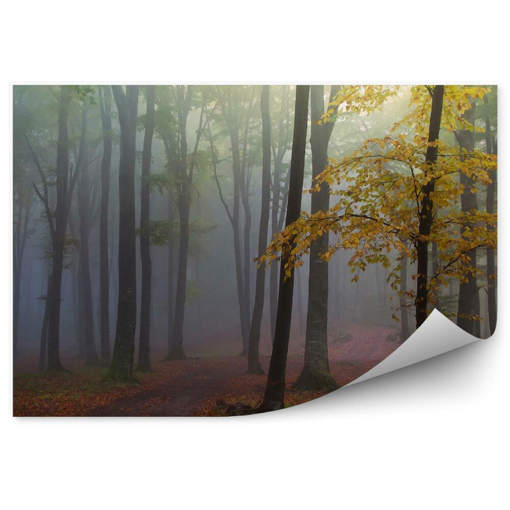 Papier peint Chemin De Brume Forestière Automne