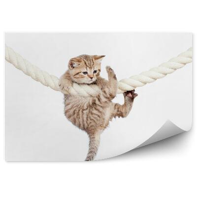 Papier peint Petit Chat Suspendu À Une Corde Blanche Épaisse