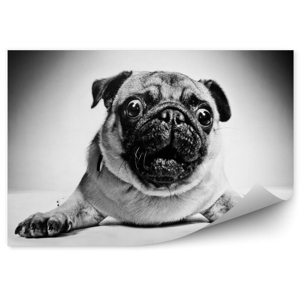 Tapisserie panoramique Portrait d'un chien en noir et blanc