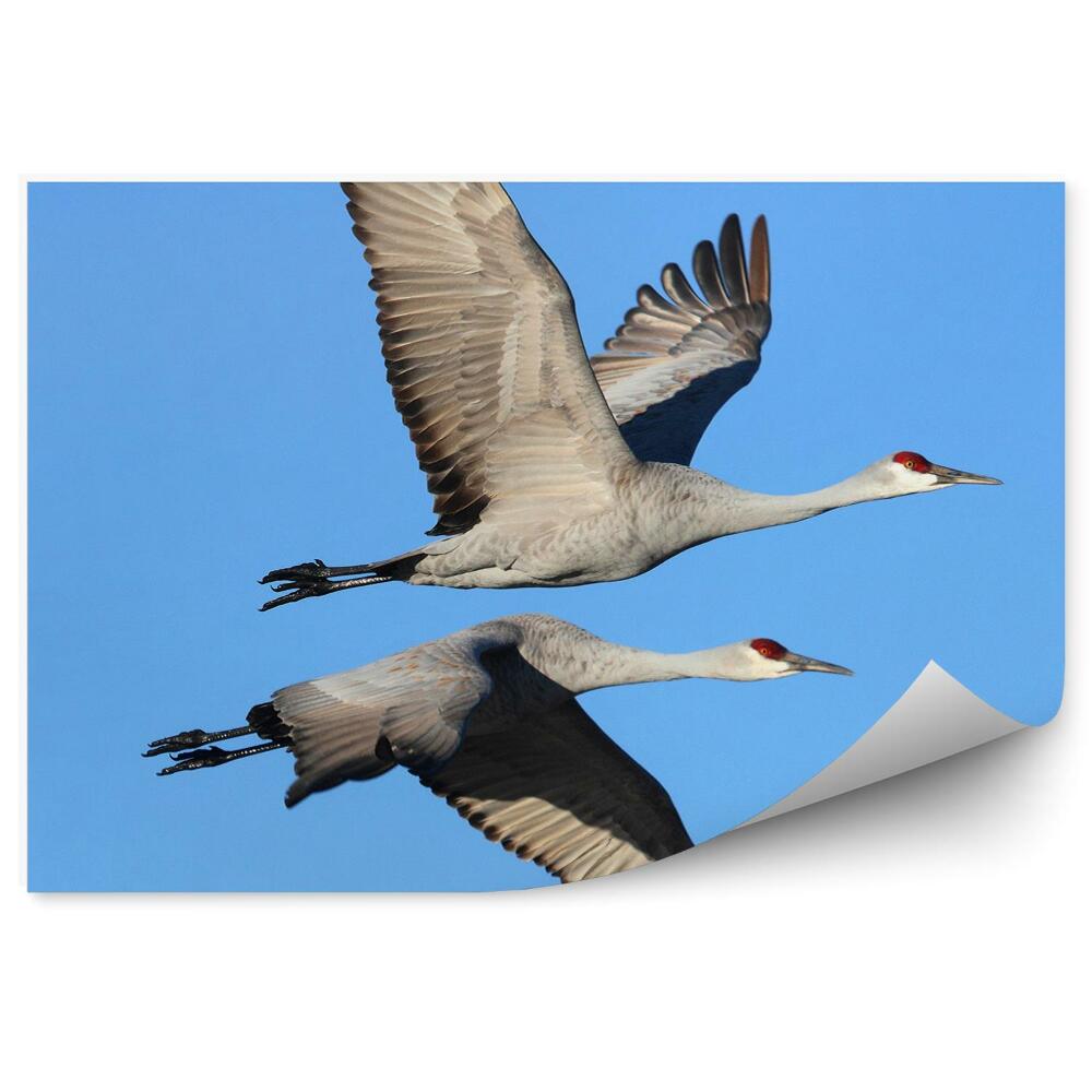 Papier peint Grues En Vol Sur Fond De Ciel Bleu