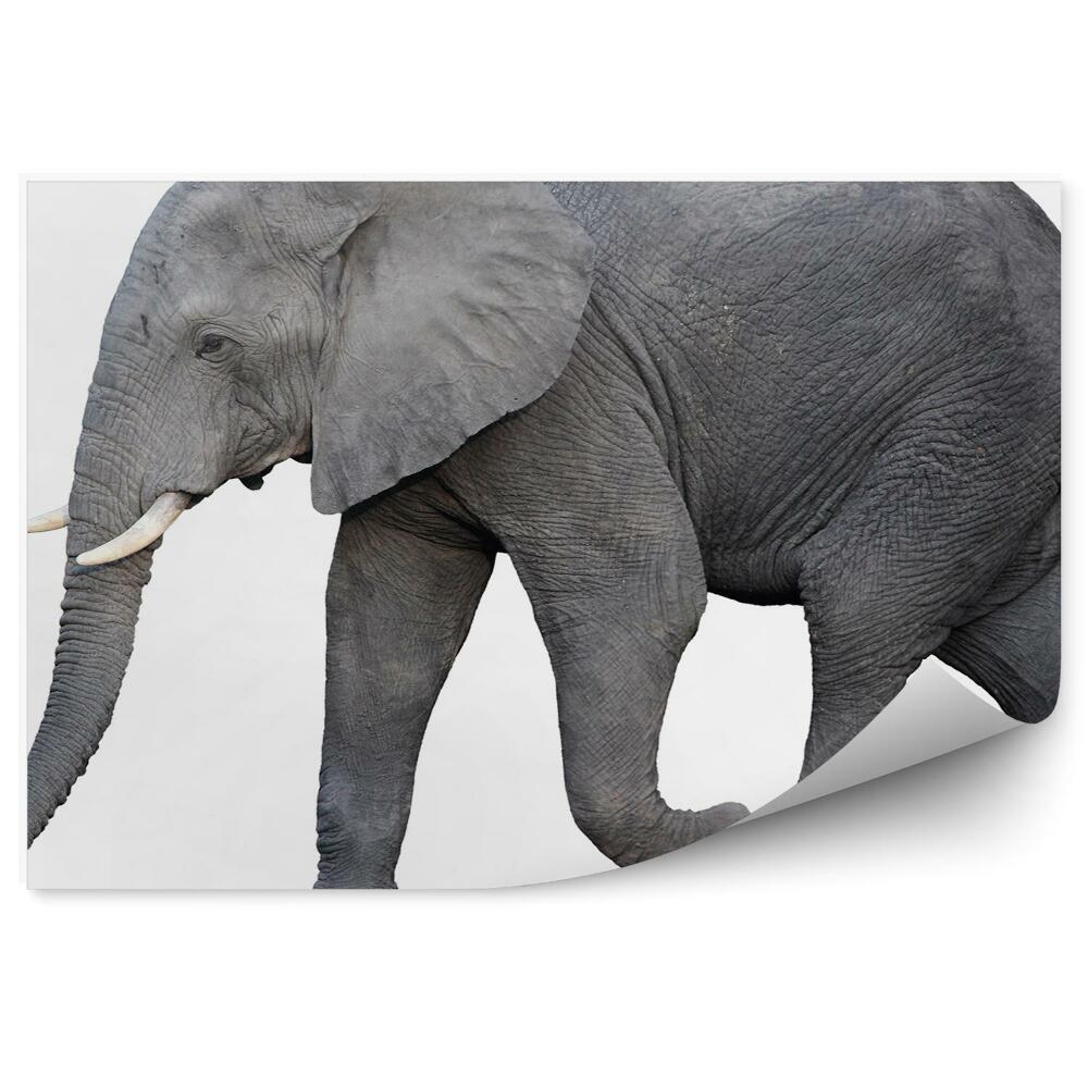Papier peint Éléphant D'afrique Avec Flanc Sur Fond Blanc