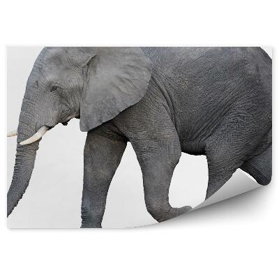 Papier peint Éléphant D'afrique Avec Flanc Sur Fond Blanc