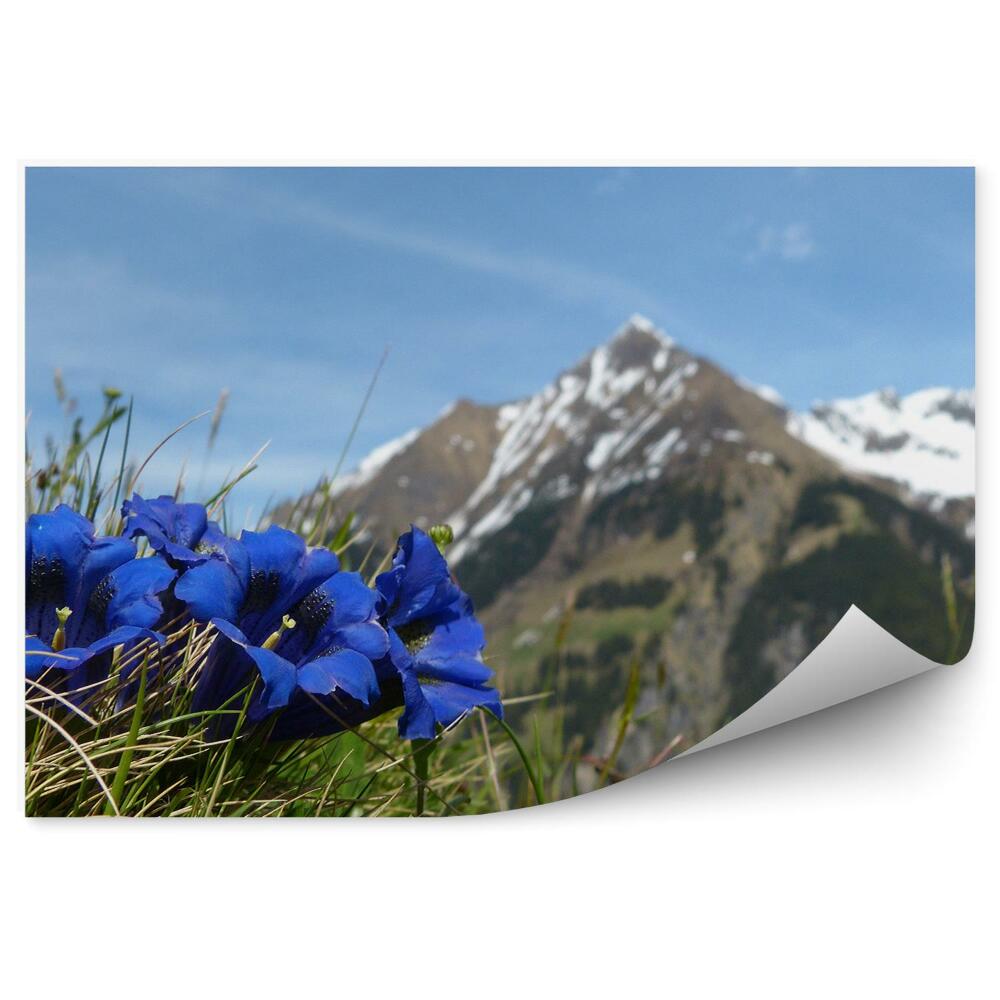 Papier peint Mont Blanc Montagnes Hiver Neige Herbe Fleurs Ciel Alpes