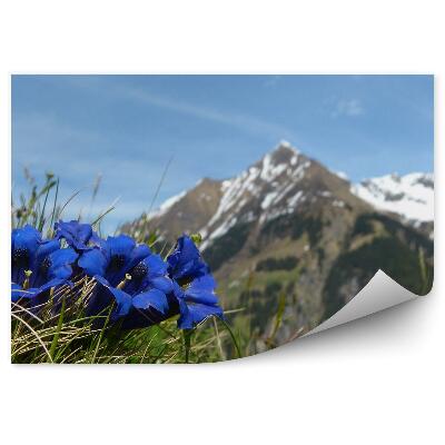 Papier peint Mont Blanc Montagnes Hiver Neige Herbe Fleurs Ciel Alpes
