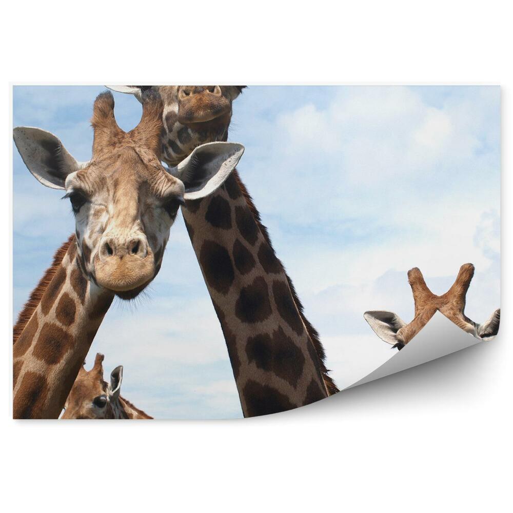 Papier peint Girafes Curieuses