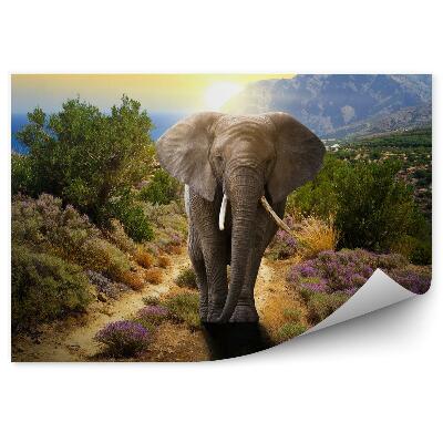 Papier peint panoramique Éléphant sur une route au coucher du soleil