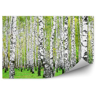 Papier peint Herbe De La Forêt De Bouleaux