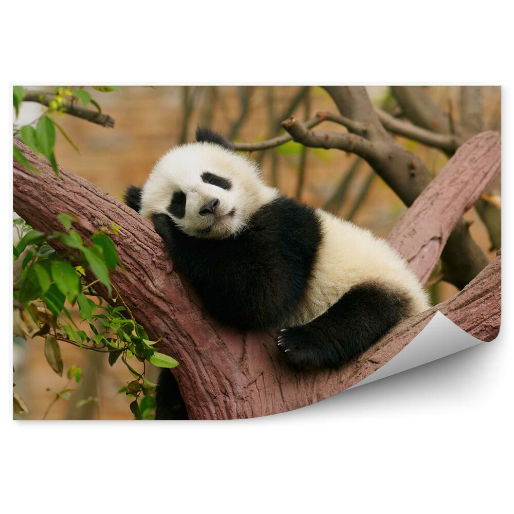 Papier peint Panda Endormi Sur Un Tronc