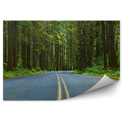 Papier peint Rue en forêt arbres nature végétation