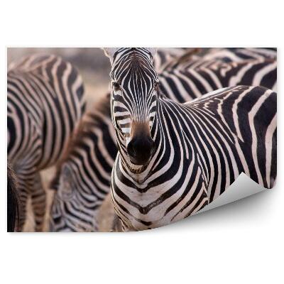 Papier peint Troupeau De Zèbres