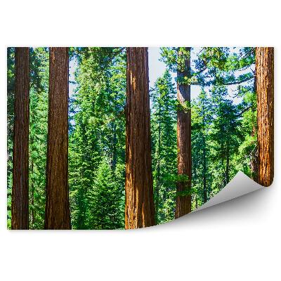 Papier peint Parc national Membres d'arbres Gros plans Arbre de Noël