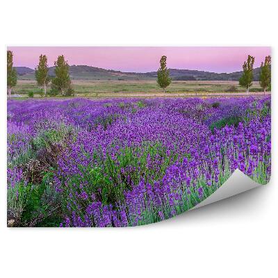 Papier peint Fleurs de lavande au sommet d'un arbre au coucher du soleil