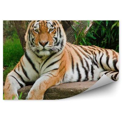 Papier peint Tigre Du Bengale Couché Sur Un Rocher