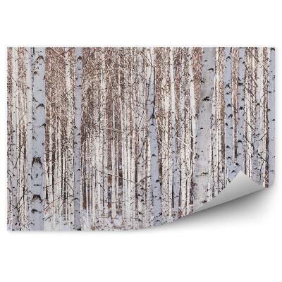 Papier peint Panorama Forêt Arbres Branches Hiver Bouleaux