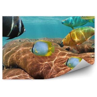 Papier peint Vie Sous-Marine Des Poissons