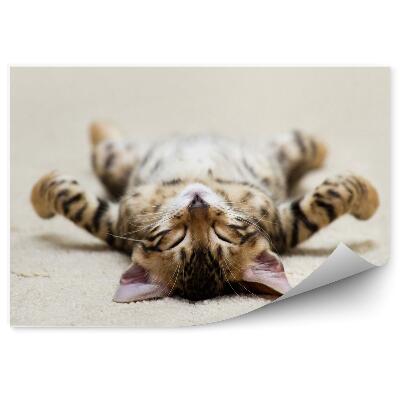 Papier peint panoramique Doux chaton