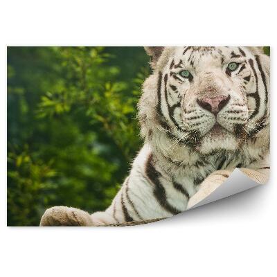 Papier peint Tigre Blanc