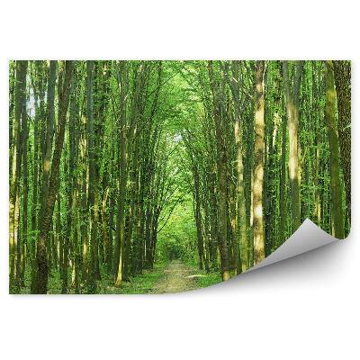 Papier peint Journée ensoleillée d'un arbre d'été