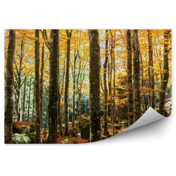 Papier peint Forêt de hêtres en automne