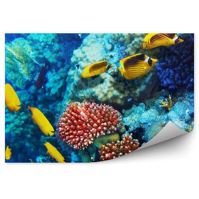 Papier peint Poisson jaune Mer de Corail Poisson rouge