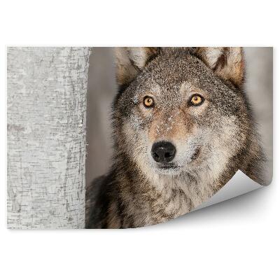 Papier peint Loup Gris Forêt Neige