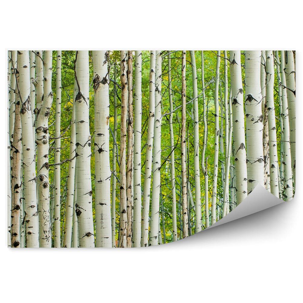 Papier peint Forêt dense de feuillus Bouleaux à écorce blanche Peupliers