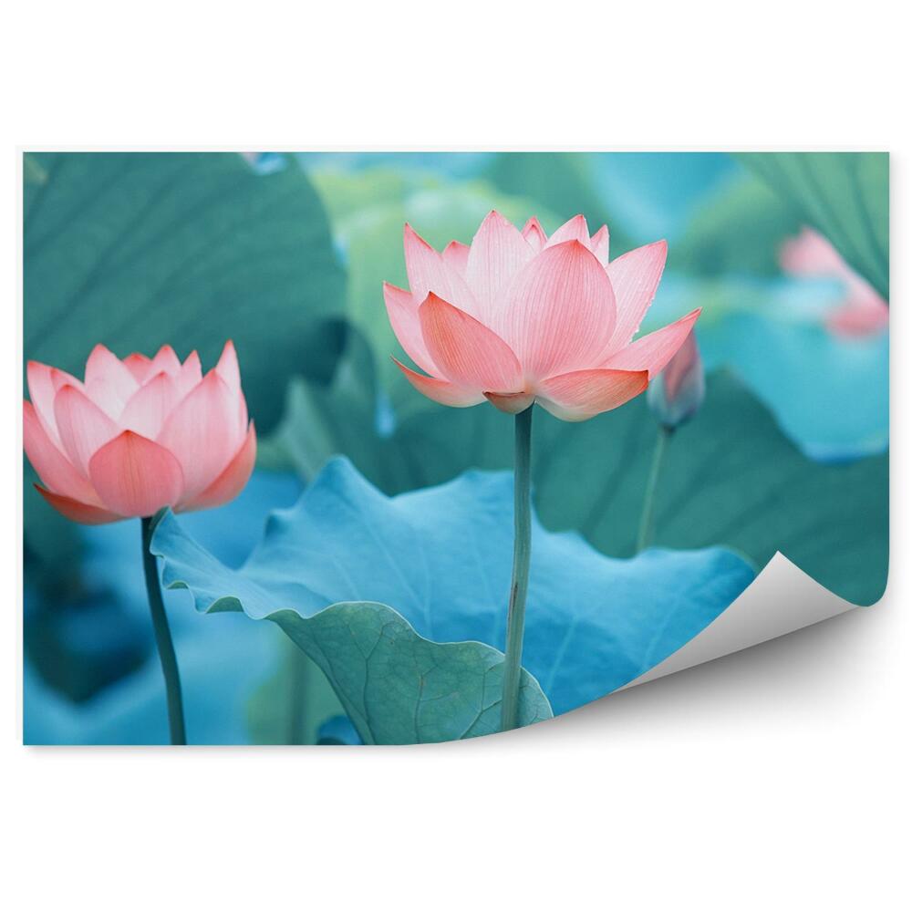 Papier peint Nénuphars et feuilles bleues