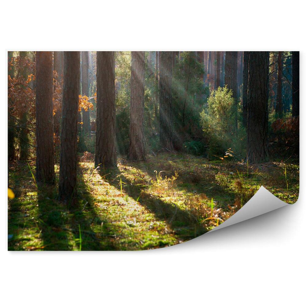 Papier peint Brume De Forêt D'automne