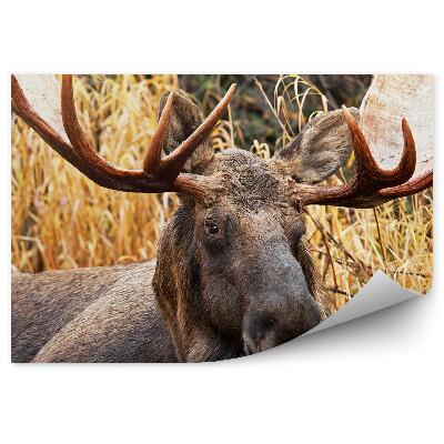 Papier peint Orignal Mâle Dans Les Herbes