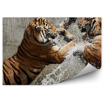 Papier peint Tigres Se Battant Dans L'eau