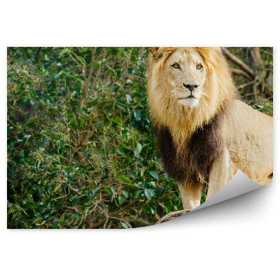 Papier peint Lion Mâle Debout Sur Une Pierre