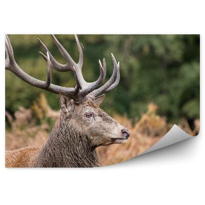 Papier peint Cerf Parmi Les Fougères