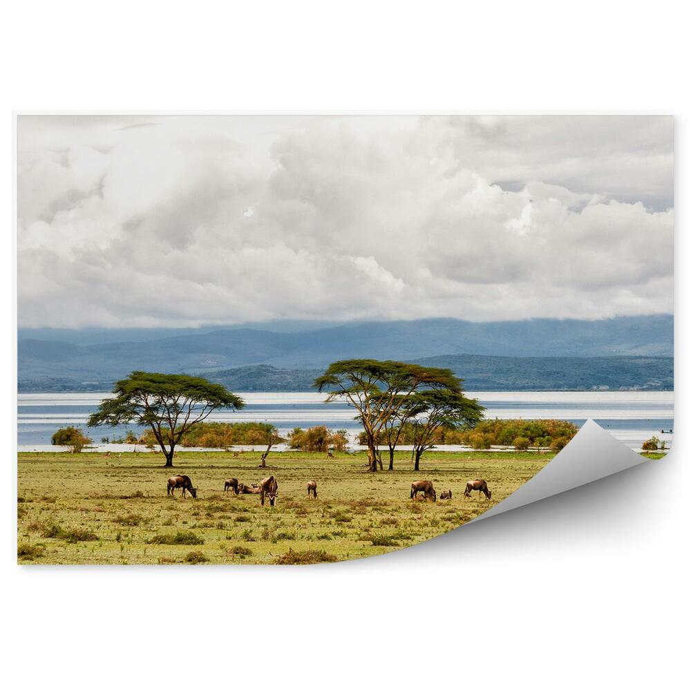 Papier peint Bison Arbres Herbe Lac Naivasha Montagnes Ciel Nuages