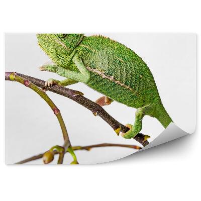 Papier peint Caméléon Animal Brindille Vert