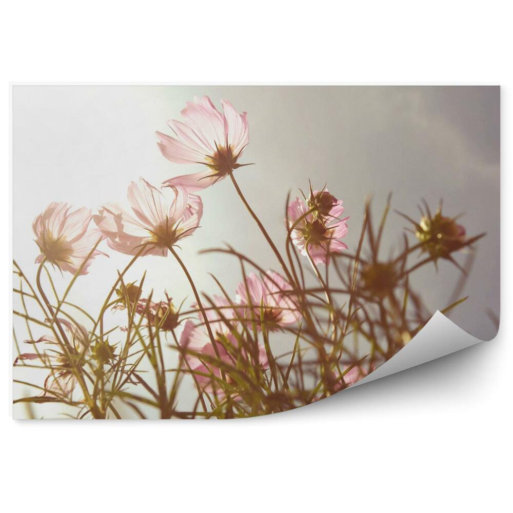 Papier peint Fleurs au coucher du soleil