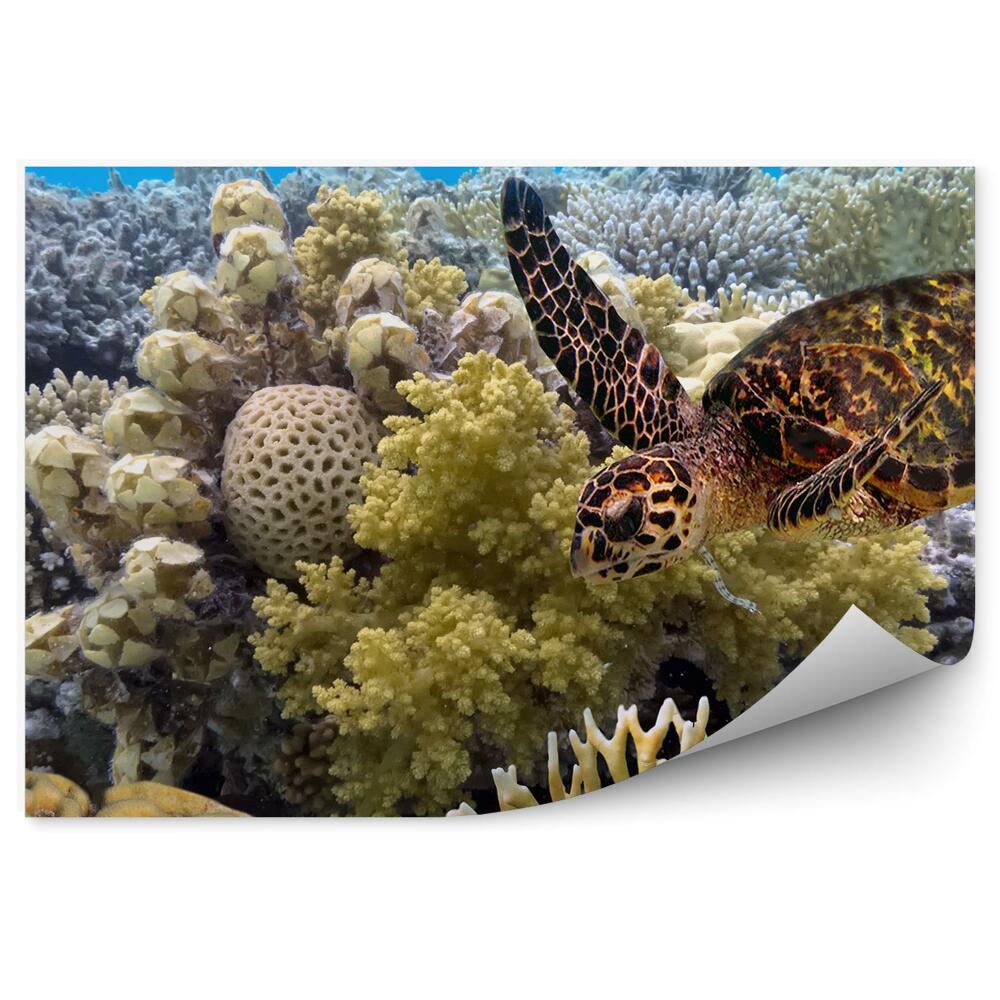 Papier peint Tortue Récif Corallien Ciel Océan