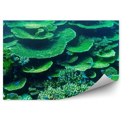 Papier peint récif corallien maldives poisson vert