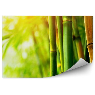 Papier peint Gros plan Bambou vert et brun