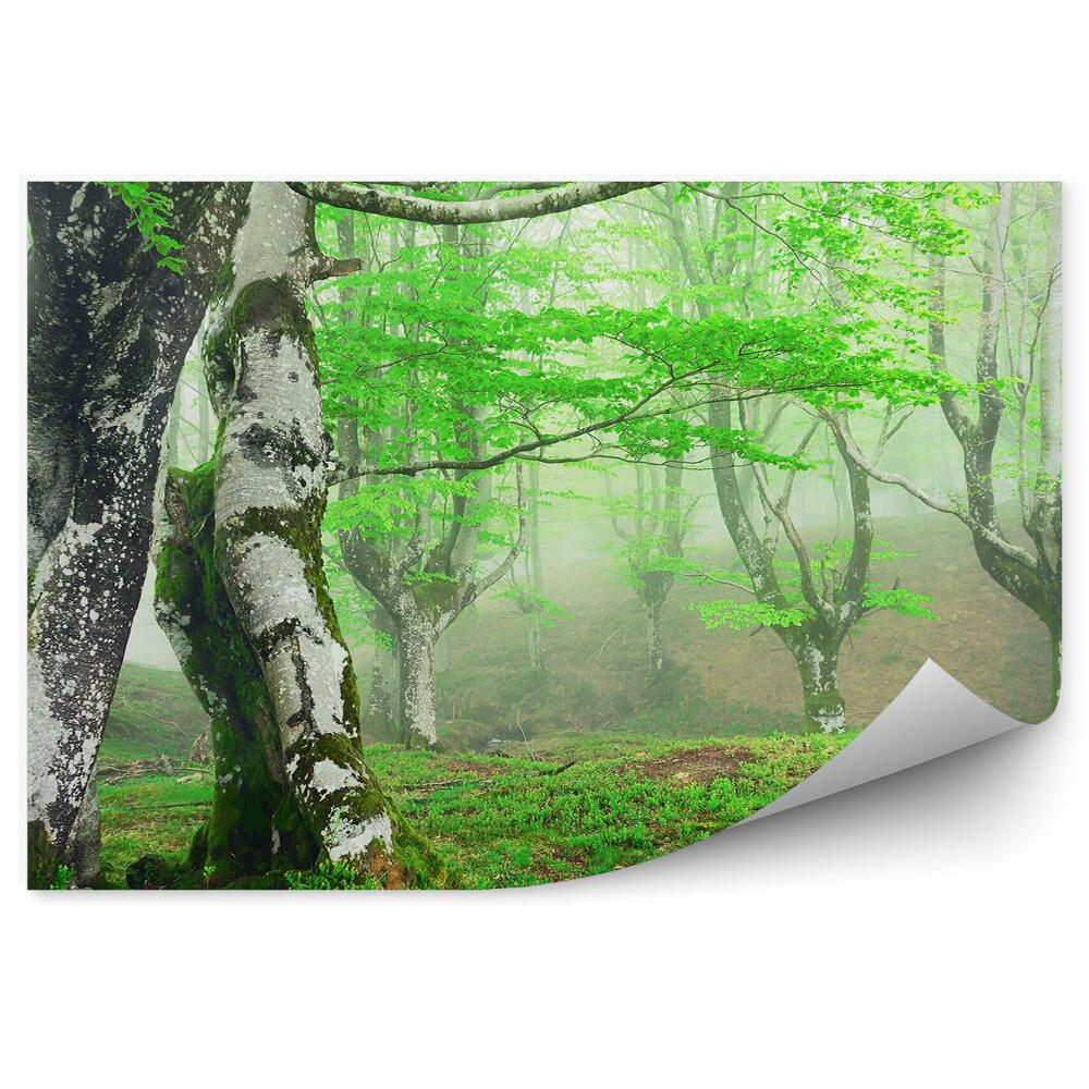 Papier peint Bouleaux brumeux Forêt brumeuse de printemps