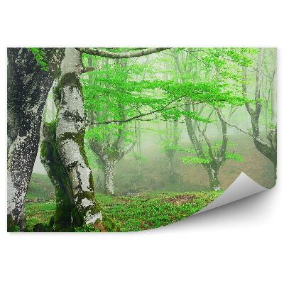 Papier peint Bouleaux brumeux Forêt brumeuse de printemps