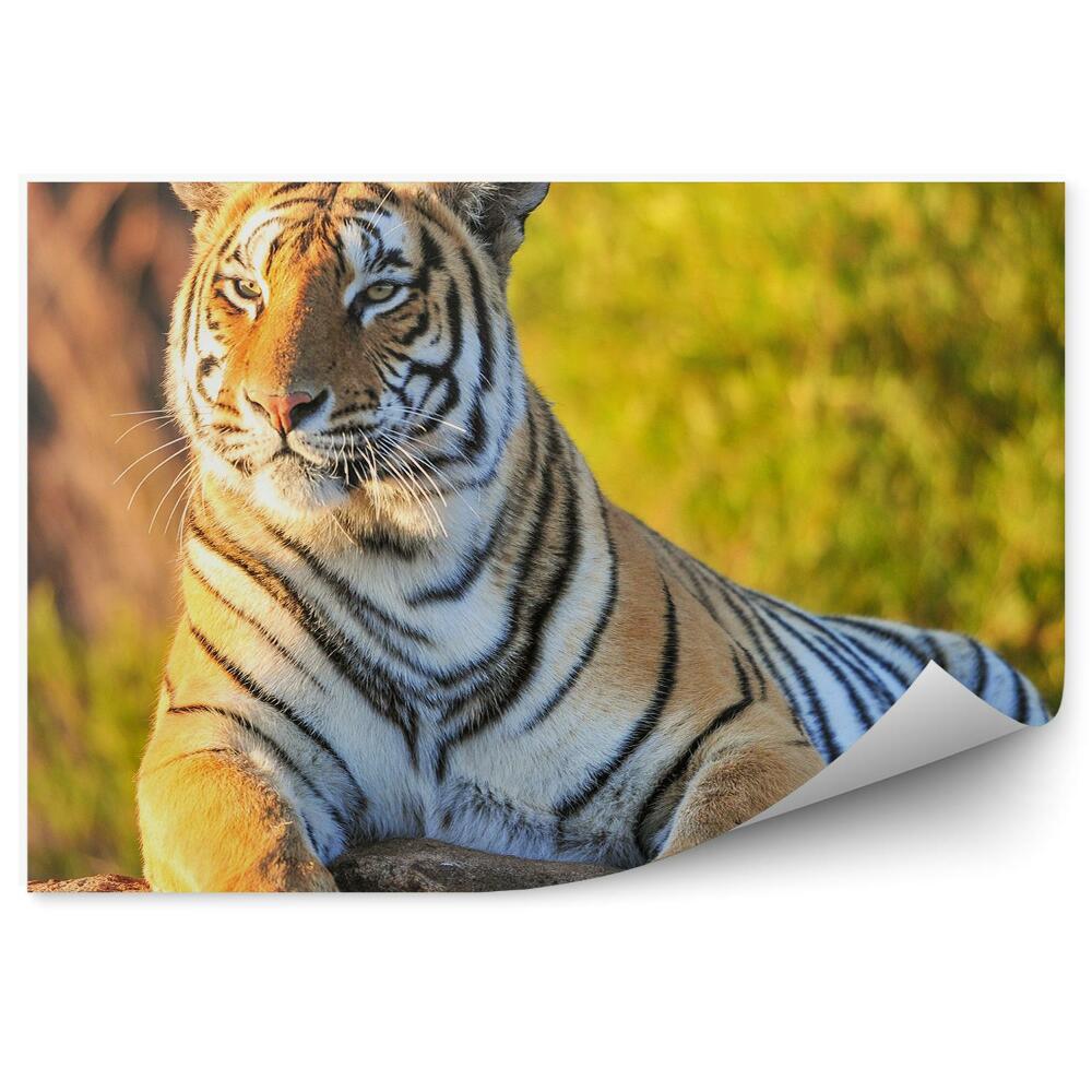 Papier peint Portrait D'un Tigre Sur Un Rocher