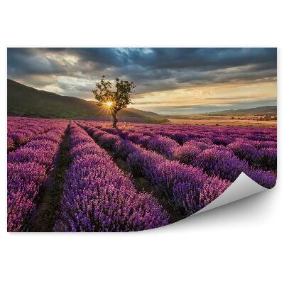 Papier peint Superbe Paysage Avec Champ De Lavande Au Lever Du Soleil