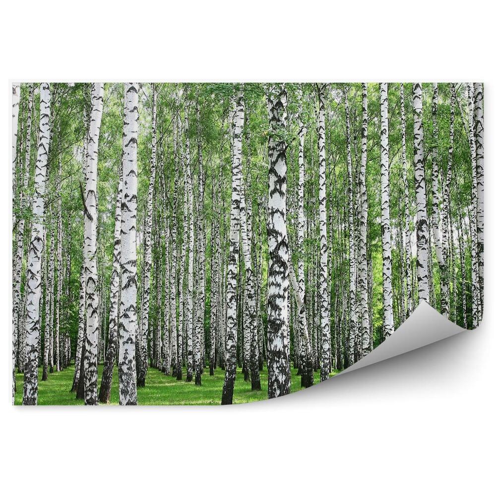 Papier peint Bois de bouleau printanier Troncs blancs