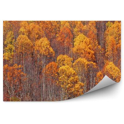 Papier peint Forêt de bouleaux d'automne