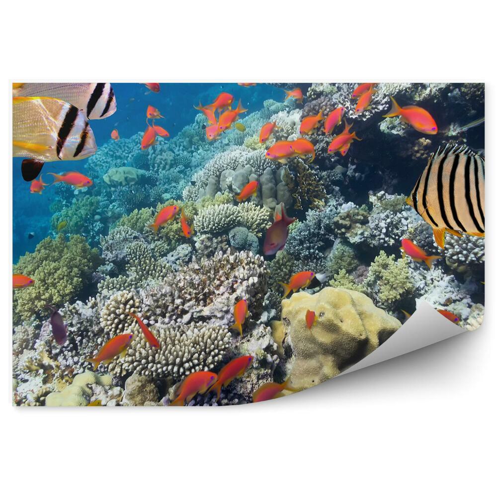 Papier peint Poisson de récif de la mer de Corail