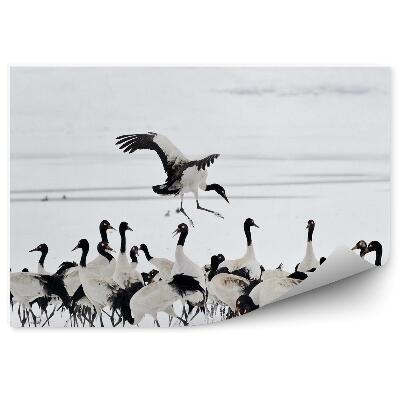 Papier peint Troupeau De Grues Sur La Neige