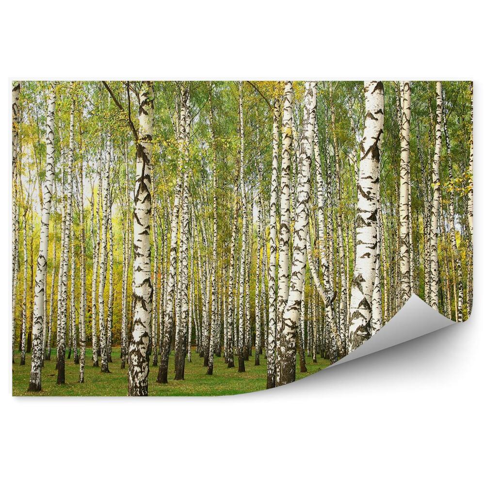 Papier peint Herbe De La Forêt De Bouleaux